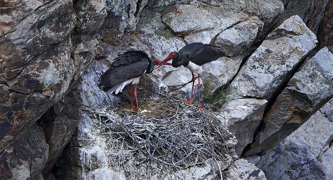 Extremadura acoge casi a la mitad de las Cigüeñas Negras, especie en peligro de extinción