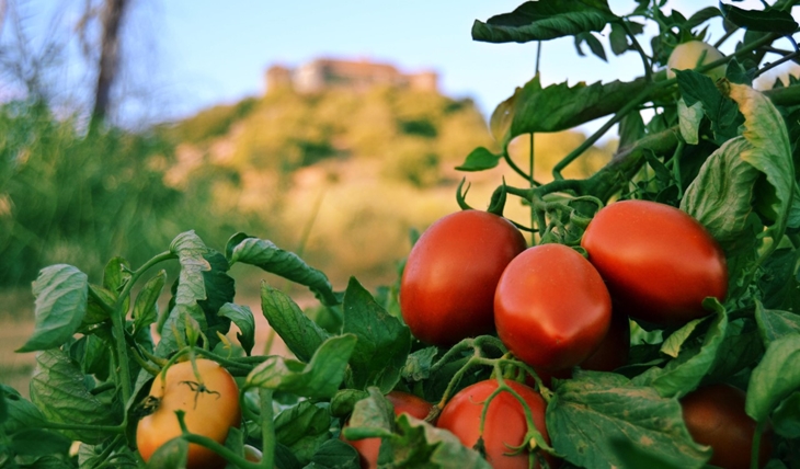 APAG Extremadura exige que no se pague el tomate por debajo de los costes de producción