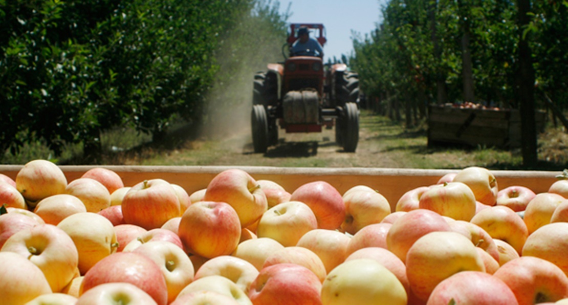 El sector frutícola extremeño se siente engañado por la Junta