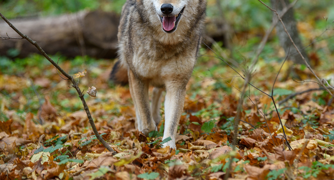 Se confirma la presencia de un ejemplar de lobo en el nordeste extremeño