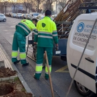 La campaña de poda llega a la Avenida de París (CC)