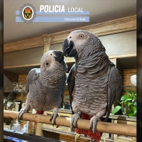 Encuentran a un loro perdido en Talavera la Real, valorado en 850 euros