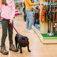 Nueva ley de protección animal: adiós a la venta en tiendas de mascotas y a los sacrificios