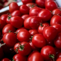 La Unión exige a las industrias del tomate que comiencen a registrar el precio mínimo