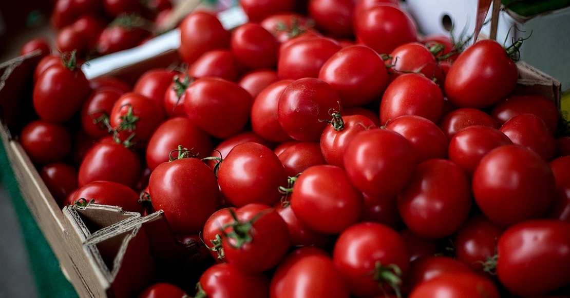 La Unión exige a las industrias de tomate que empiecen ¡YA! a registrar los contratos de tomate a 105 €/tm