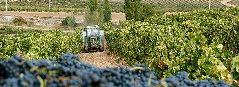 Extremadura segunda región que mayor presupuesto ejecuta en la reestructuración y reconversión de viñedos