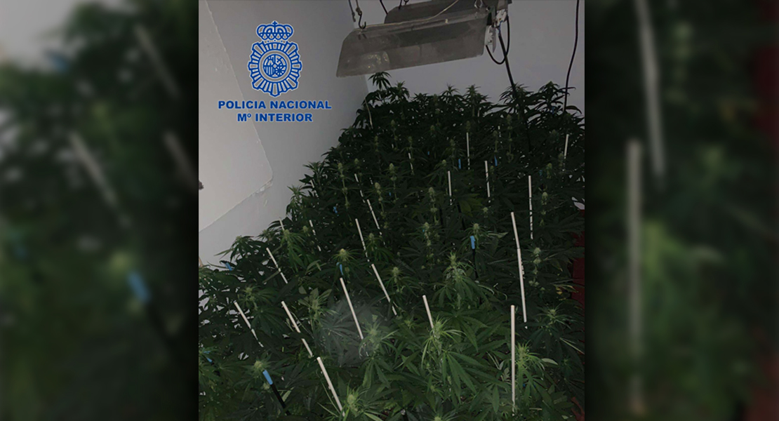 Se saltan una orden de alejamiento y crean una plantación de marihuana en Mérida