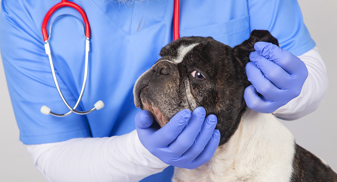 Cuidado con tu perro estos días: a él también le afecta la calima