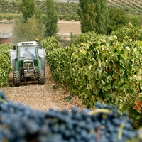 Extremadura, segunda región que más invierte en reestructuración y reconversión de viñedos