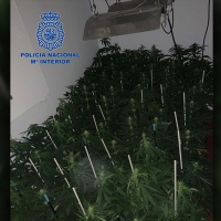 Se saltan una orden de alejamiento y crean una plantación de marihuana en Mérida