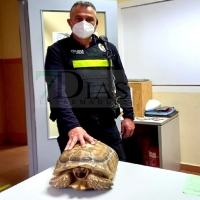 La Policía Local recupera una tortuga africana de espolones en una calle de Mérida