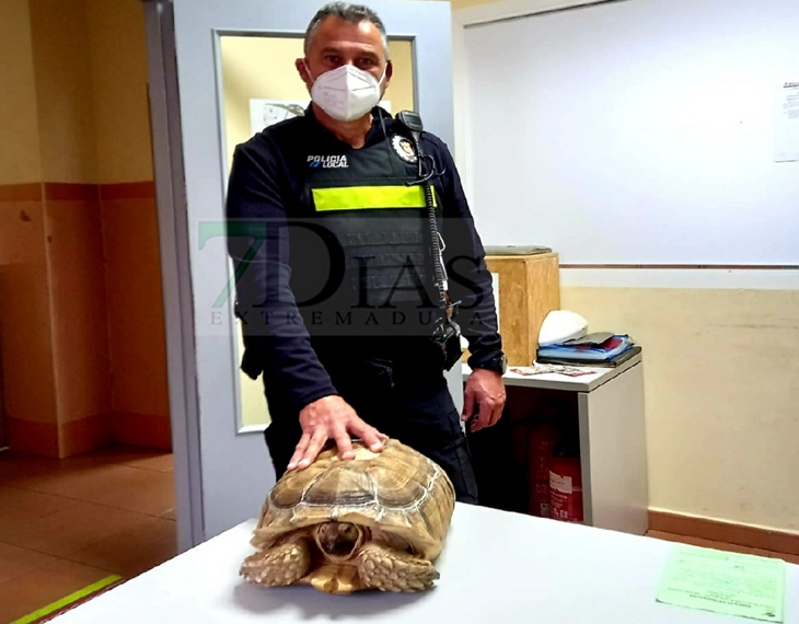 La Policía Local recupera una tortuga africana de espolones en una calle Mérida