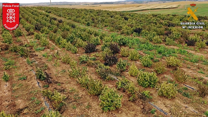 La Guardia Civil y la Policía Foral desmantelan el mayor cultivo de marihuana de Europa