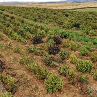 La Guardia Civil y la Policía Foral desmantelan el mayor cultivo de marihuana de Europa