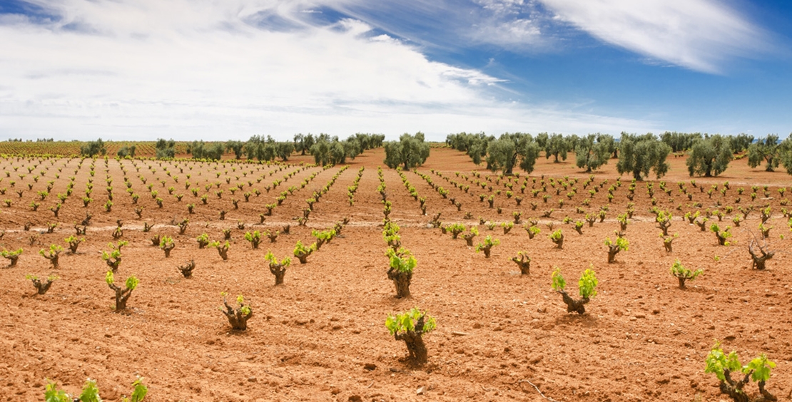 Extremadura recibe ayudas para la promoción del vino