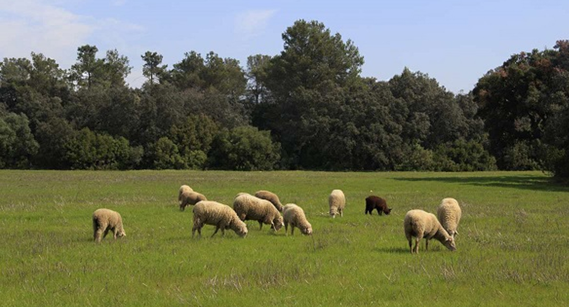 Amplían un mes el pastoreo controlado para prevenir incendios en Extremadura