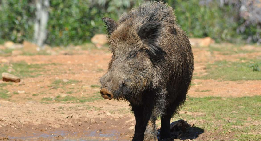 Usan arqueros para sacar del parque del Príncipe de Cáceres a una familia de jabalíes