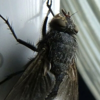 La mosca negra podría suponer graves problemas de salud en España