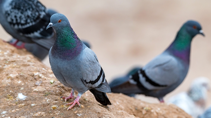 El Ayto. de Cáceres toma medidas ante la aparición de palomas muertas