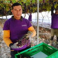 Mercadona elige Extremadura para realizar compras por valor de 380 millones de euros