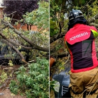 Daños al desprenderse partes de árboles en Las Moreras (Badajoz)