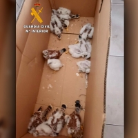 Paran un vehículo en la A-5 y descubren en él cajas con una especie amenazada y otros animales