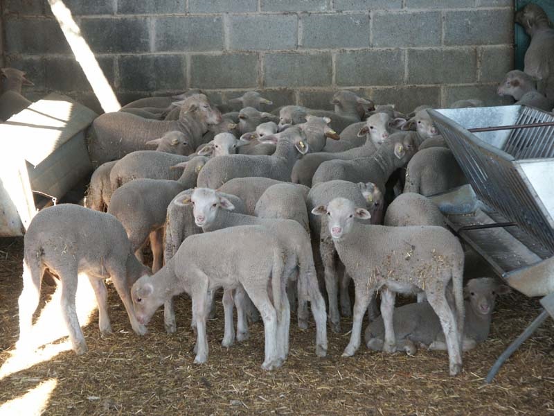 Ya se conocen los beneficiarios de las ayudas para compensar los efectos de la guerra en Extremadura