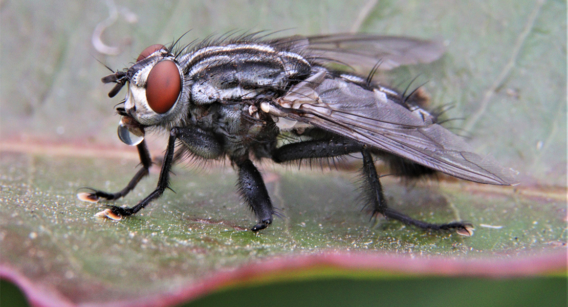 Esta mosca transmite graves enfermedades y se está reproduciendo en España: &quot;No pica, muerde&quot;