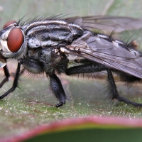 Esta mosca transmite graves enfermedades y se está reproduciendo en España: &quot;No pica, muerde&quot;