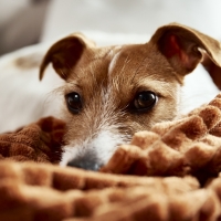 Abandono de mascotas: últimas cifras y cómo combatirlo