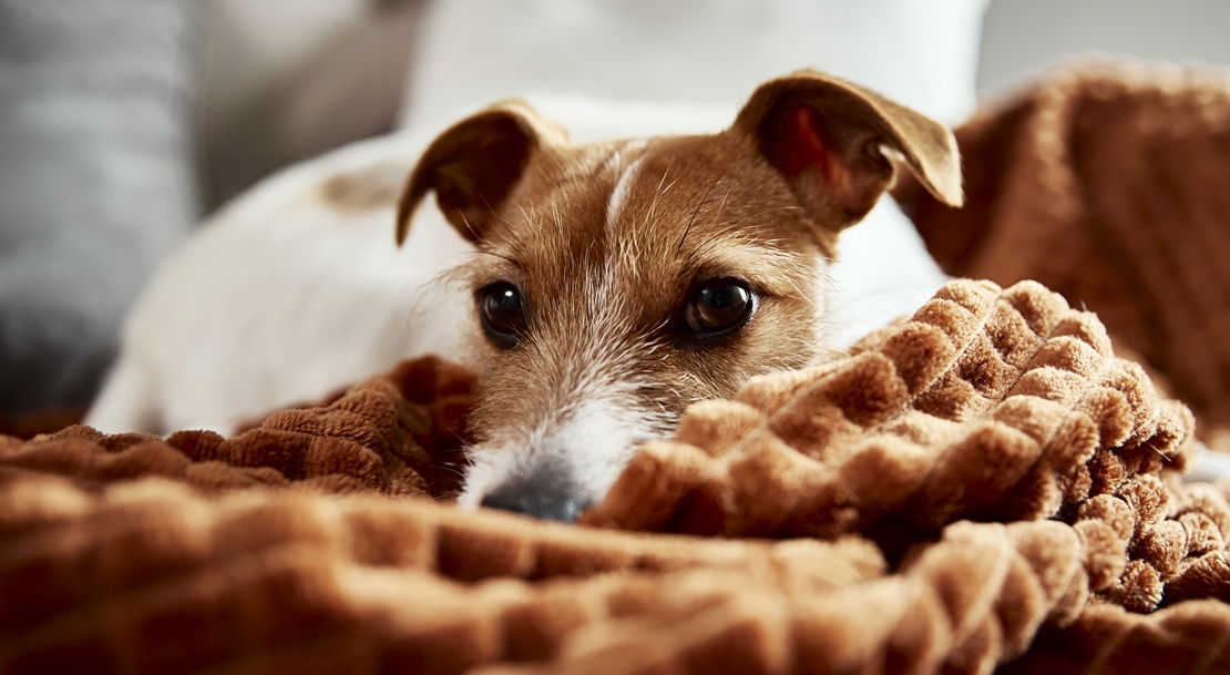 Abandono de mascotas: últimas cifras y cómo combatirlo