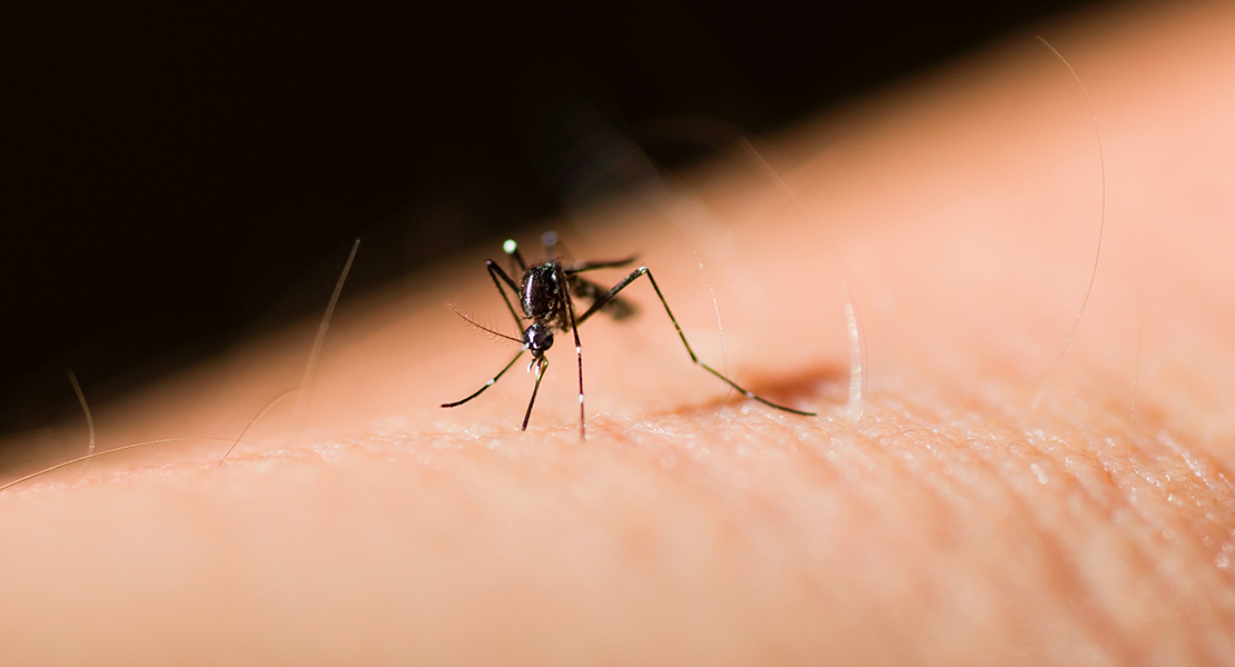 Detectan huevos de mosquitos tigre en Extremadura: &quot;Necesitamos que toda la gente lo reconozca&quot;