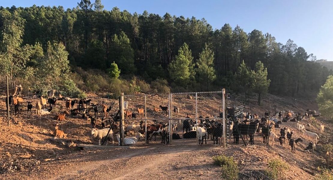 Un pastor ofrece su rebaño para limpiar montes y evitar incendios en una zona extremeña