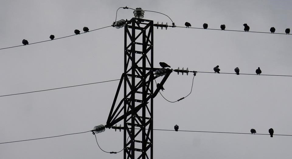 Solicitan a la Junta ayuda para adaptar las líneas eléctricas peligrosas para la avifauna