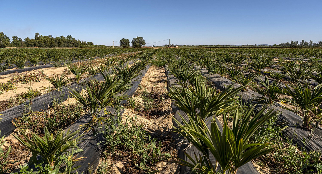 La Confederación Hidrográfica del Guadiana modernizará el regadía en el centro de Extremadura