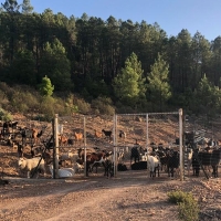 Un pastor ofrece su rebaño para limpiar montes y evitar incendios en una zona extremeña