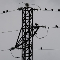 Solicitan a la Junta ayuda para adaptar las líneas eléctricas peligrosas para la avifauna