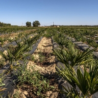 La Confederación Hidrográfica del Guadiana modernizará el regadío en el centro de Extremadura