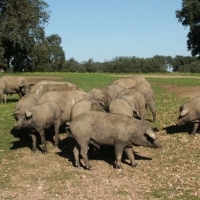 Subasta de ganado porcino de la raza Duroc