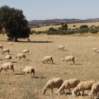 Reclaman mayores certezas para los agricultores y ganaderos extremeños en la nueva PAC