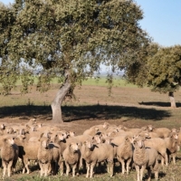 Subasta de ganado ovino de raza merina en la Finca La Cocosa