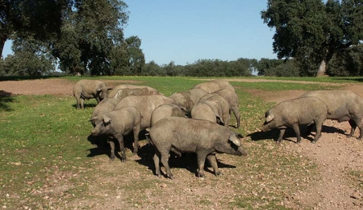 Subasta de ganado porcino de la raza Duroc