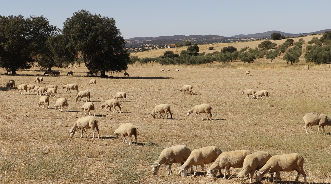 Reclaman mayores certezas para los agricultores y ganaderos extremeños en la nueva PAC