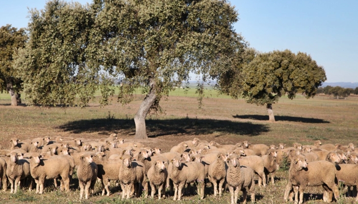 Subasta de ganado ovino de raza merina en la Finca La Cocosa