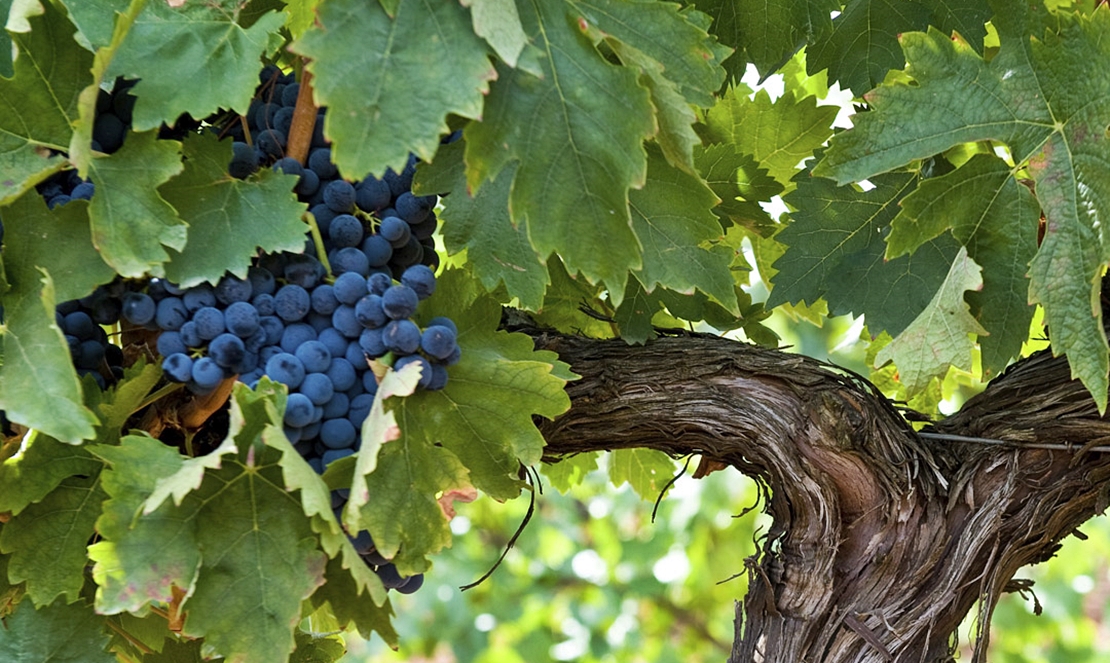 Premio nacional para la Ruta del Vino y del Cava Ribera del Guadiana