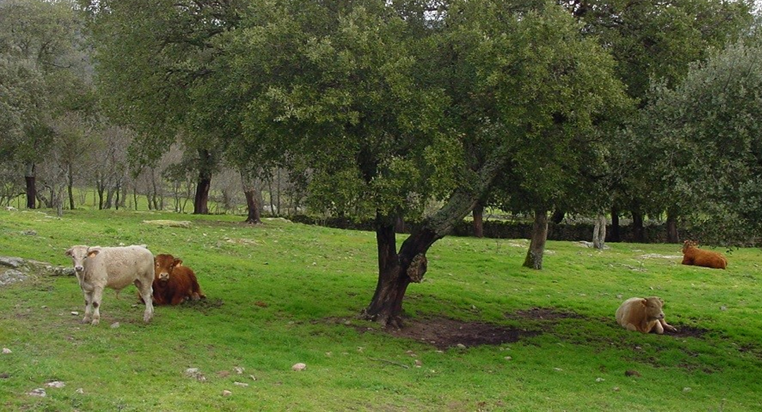 Habrá ayudas para quienes mantengan vacas nodrizas en Extremadura