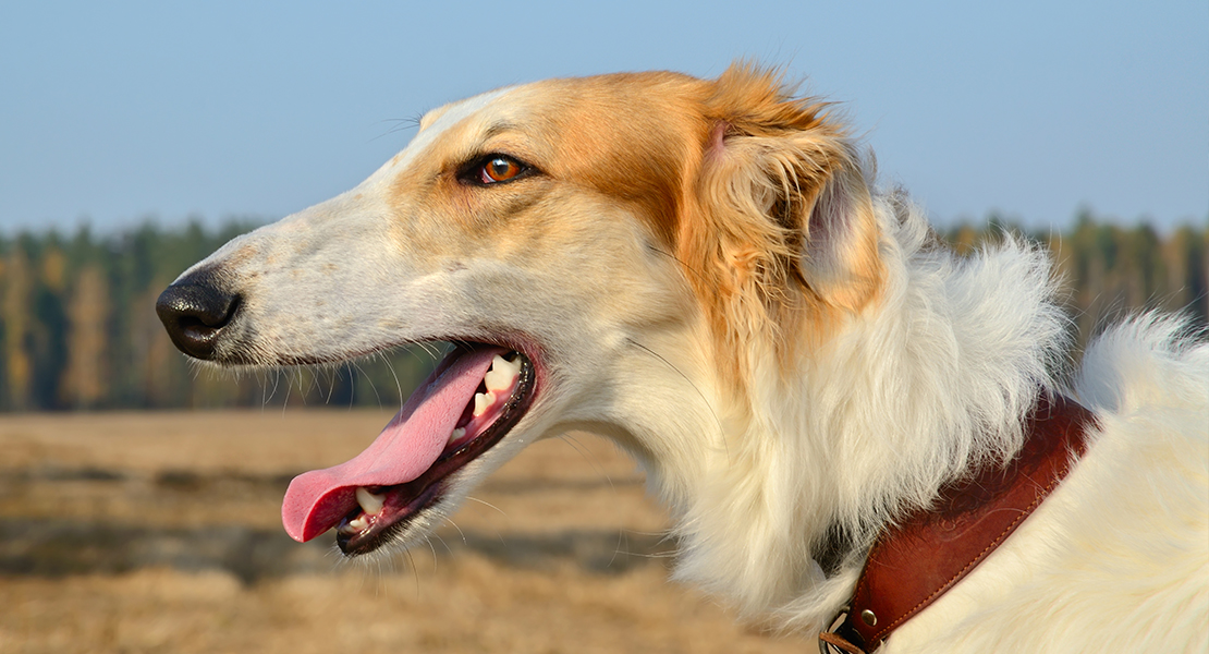 PACMA protestará en Extremadura por los perros de caza: &quot;Son usados y explotados&quot;