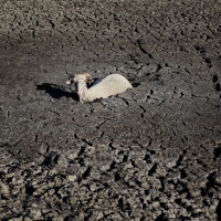 Paisajes de desolación y sequía protagonizan los premios de fotografía del mundo rural