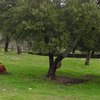 Habrá ayudas para quienes mantengan vacas nodrizas en Extremadura