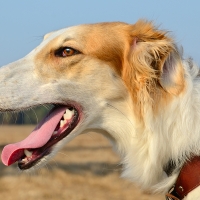 PACMA protestará en Extremadura por los perros de caza: &quot;Son usados y explotados&quot;